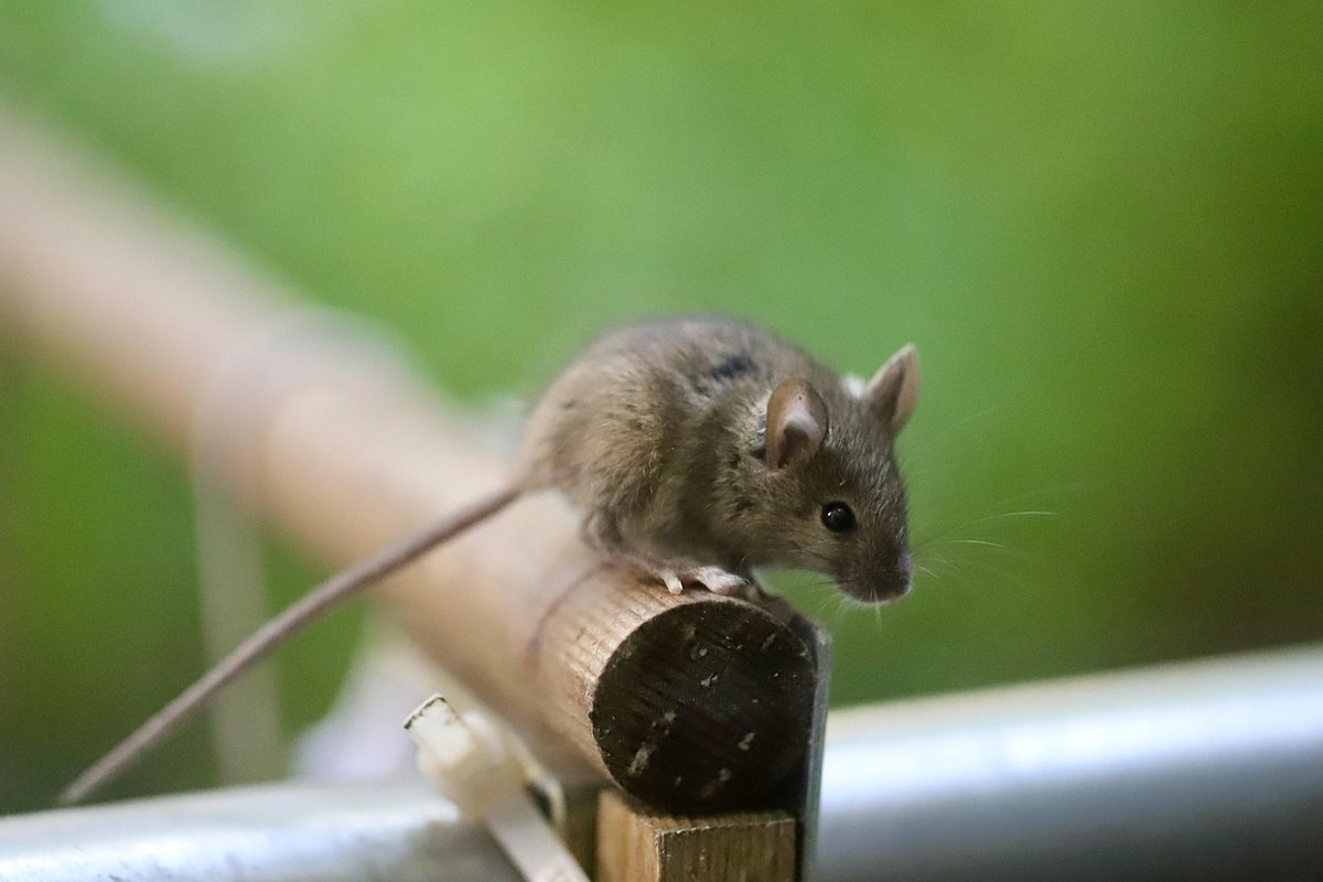 Souris sur un tuyau de bois Souris sur un tuyau de bois